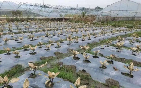 1628067018718074.png 1-210H514461H16.png