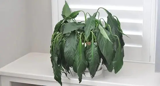 1628930226566811.jpg u=2913684376,143505937&fm=26&fmt=auto&gp=0.webp.jpg